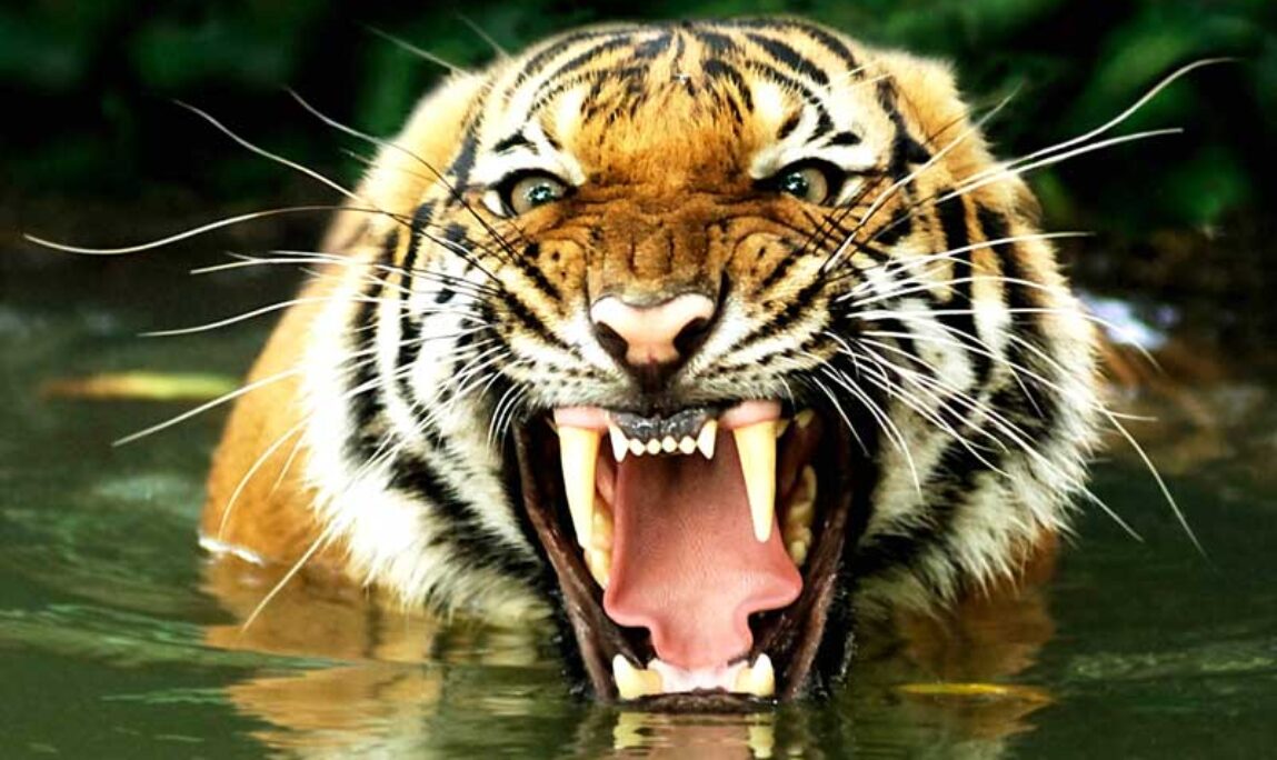 Blog - Absolute Dental